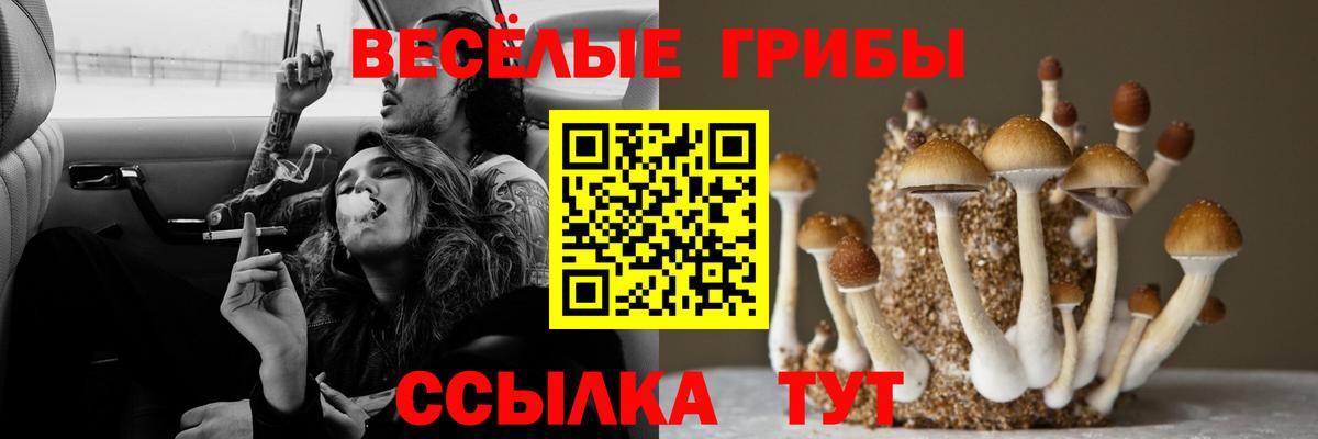 Псилоцибиновые грибы мицелий Иваново